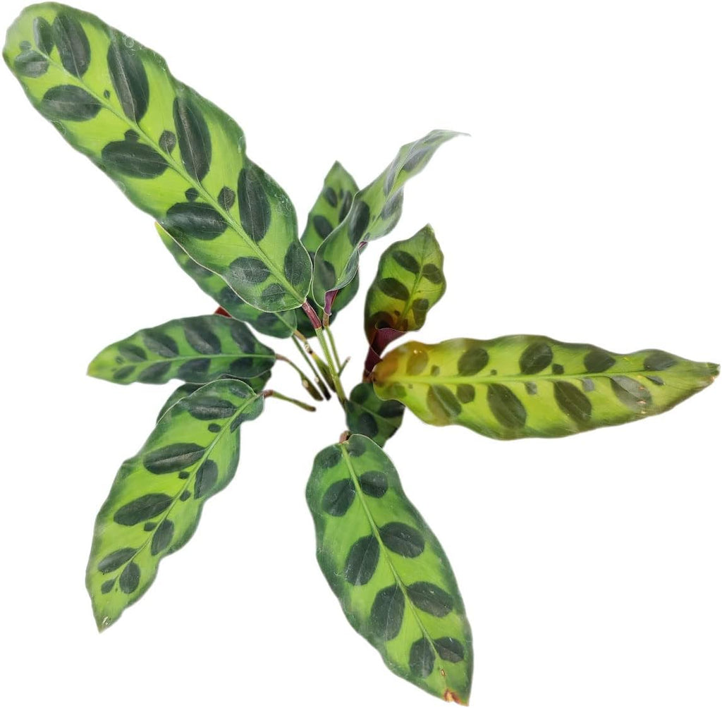 Calathea Lancifolia Rattlesnake Plant (4" Grower Pot) Q66705