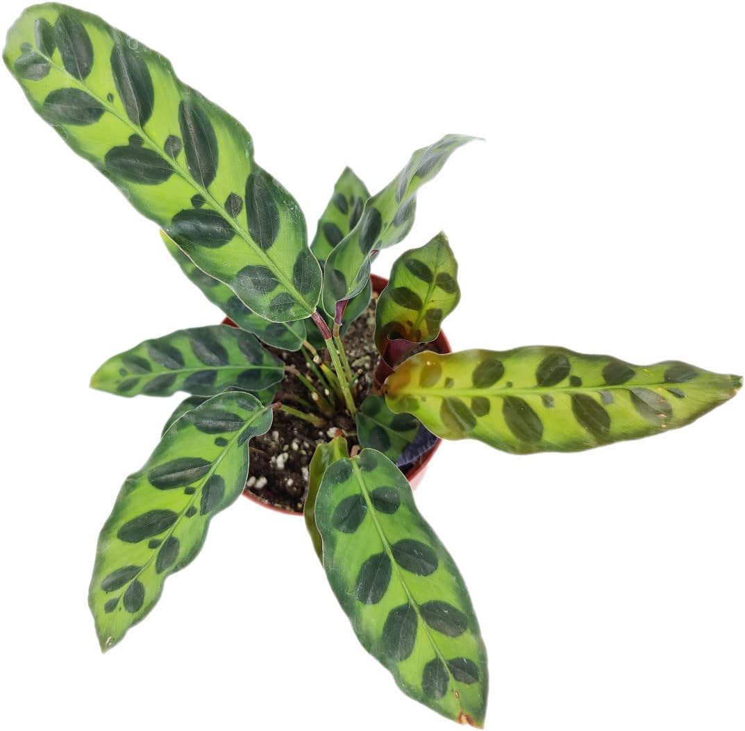 Calathea Lancifolia Rattlesnake Plant (4" Grower Pot) Q66705