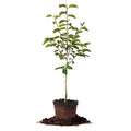Fuyu Asian Persimmon Tree, Live Plant (3-4 ft.) H953105