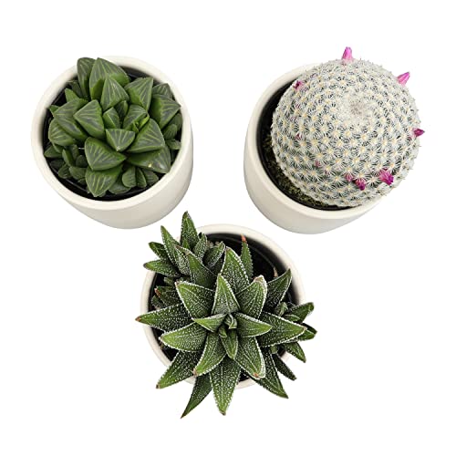 3 Pack Succulents Plants Live in Plant Pot Set J132843