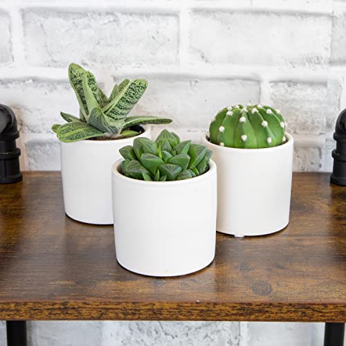 3 Pack Succulents Plants Live in Plant Pot Set J132843