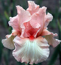 Bearded Iris Bulbs U70355