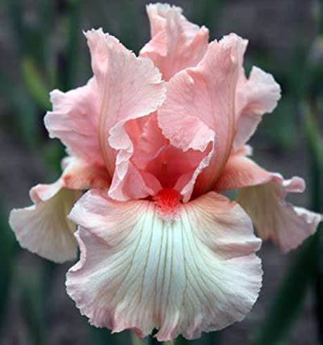 Bearded Iris Bulbs U70355