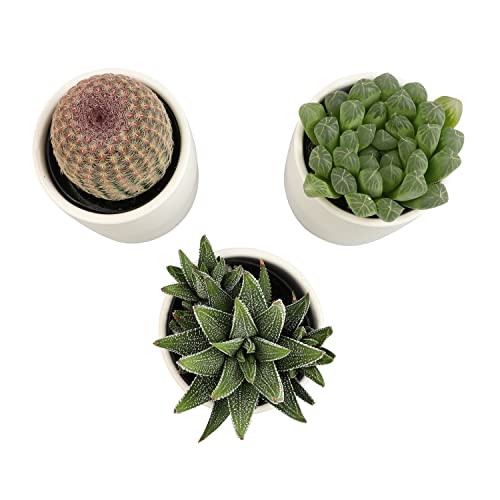 3 Pack Succulents Plants Live in Plant Pot Set J132843