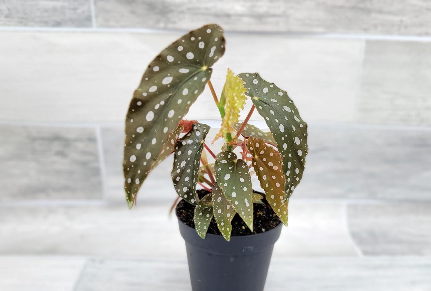 Begonia Maculata Angelwing in 4 inch Nursery Plant Pot Live Rare Exotic Tropical Indoor House Plant U858402