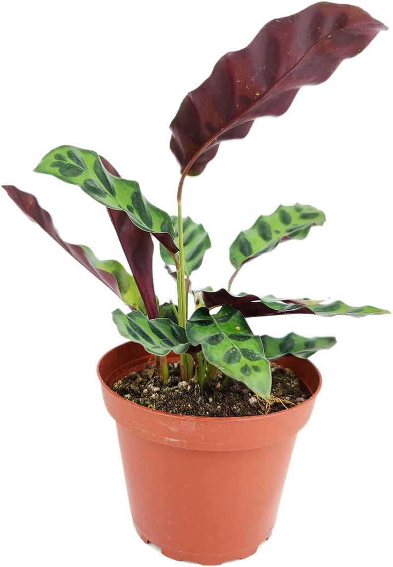 Calathea Lancifolia Rattlesnake Plant (4" Grower Pot) Q66705