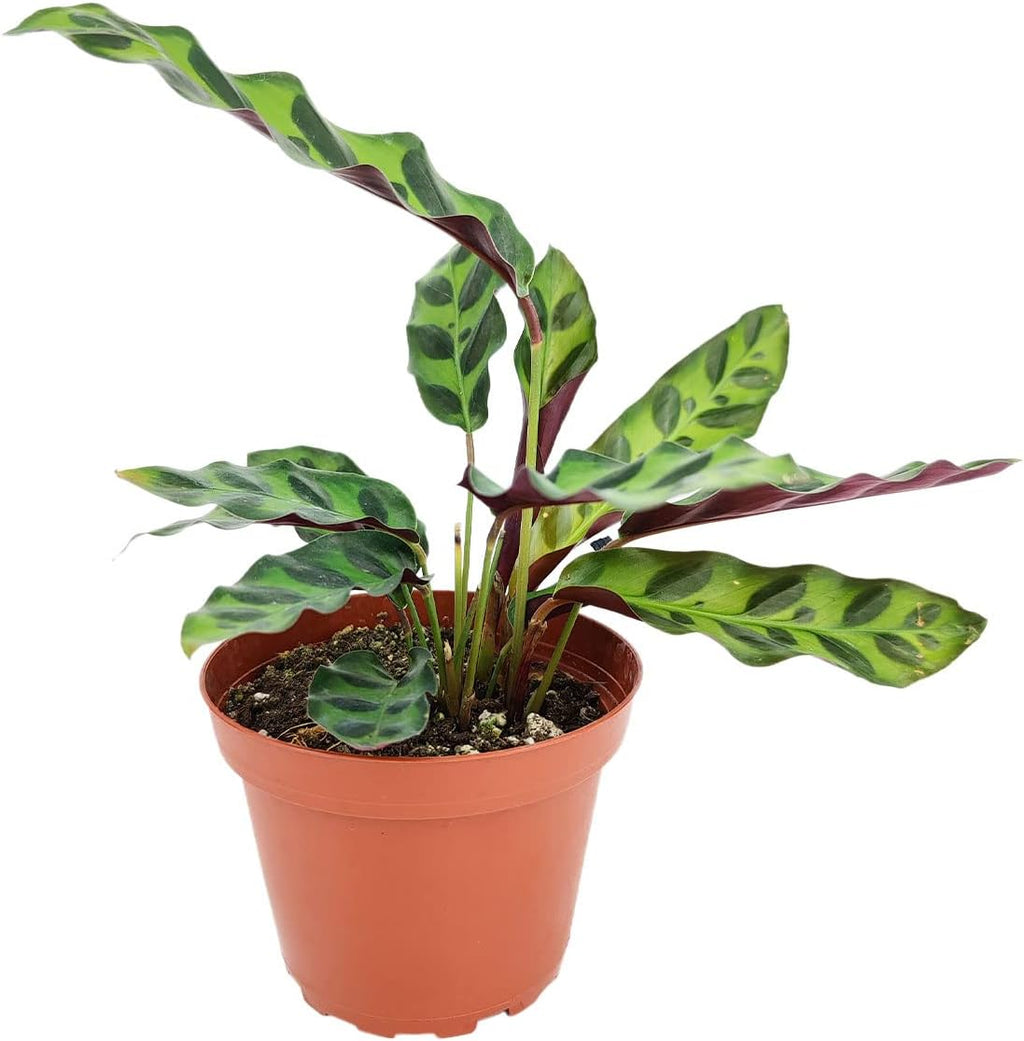 Calathea Lancifolia Rattlesnake Plant (4" Grower Pot) Q66705