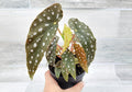 Begonia Maculata Angelwing in 4 inch Nursery Plant Pot Live Rare Exotic Tropical Indoor House Plant U858402