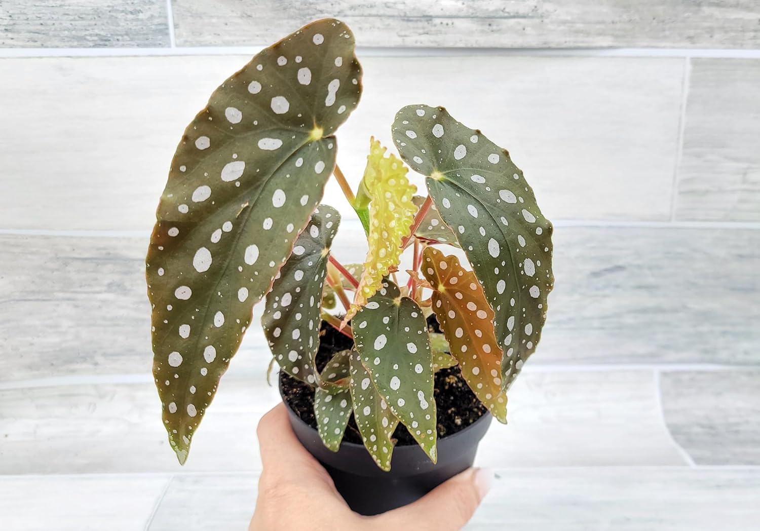 Begonia Maculata Angelwing in 4 inch Nursery Plant Pot Live Rare Exotic Tropical Indoor House Plant U858402