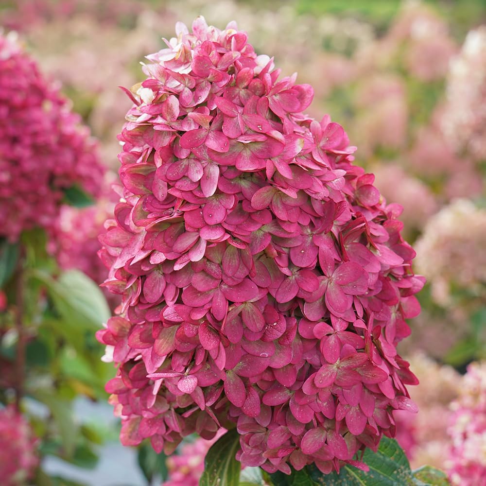 3 Gal Panicle Hydrangea L496