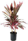 10 Inch Cordyline Red Sister Hawaiian Ti Plant O52085