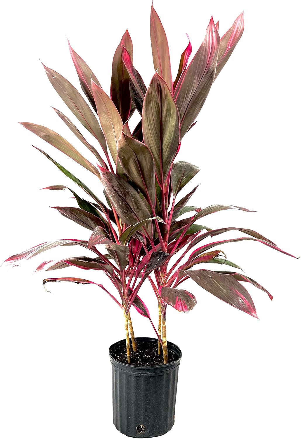 10 Inch Cordyline Red Sister Hawaiian Ti Plant O52085