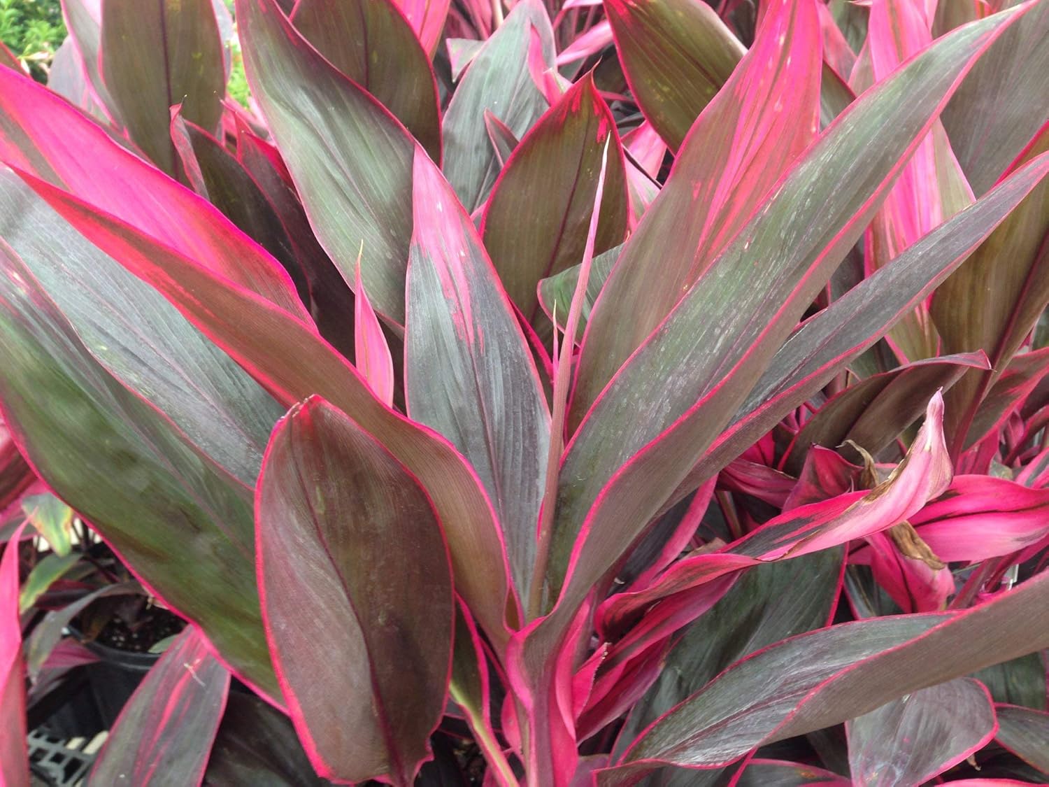 10 Inch Cordyline Red Sister Hawaiian Ti Plant O52085