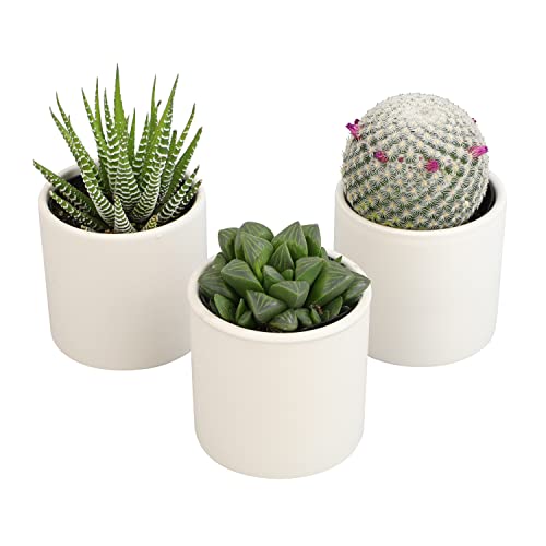 3 Pack Succulents Plants Live in Plant Pot Set J132843