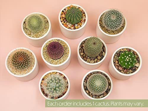 3 Pack Succulents Plants Live in Plant Pot Set J132843