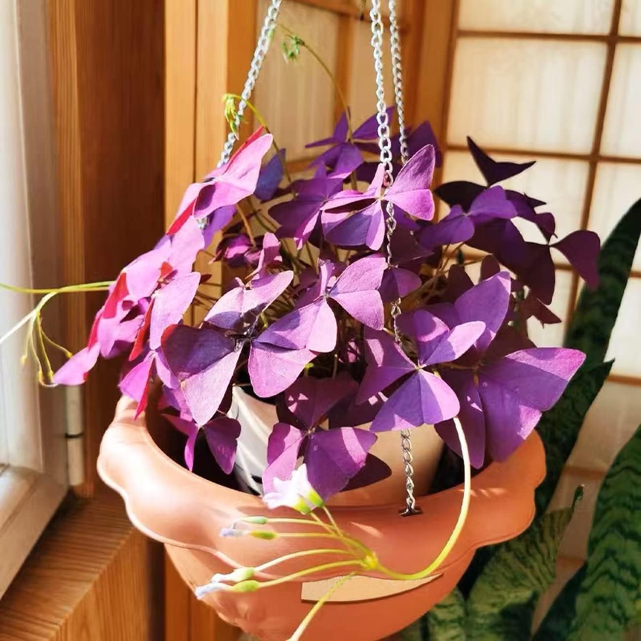 Purple Shamrocks Oxalis Triangularis Flower Bulbs D603