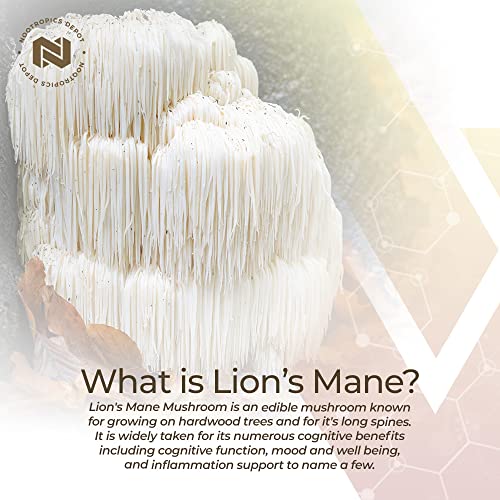 Lions Mane Mushroom Capsules 500mg 60 Count Z45709