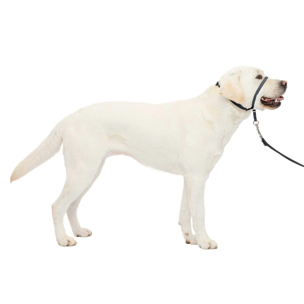 Gentle Leader Headcollar D9751
