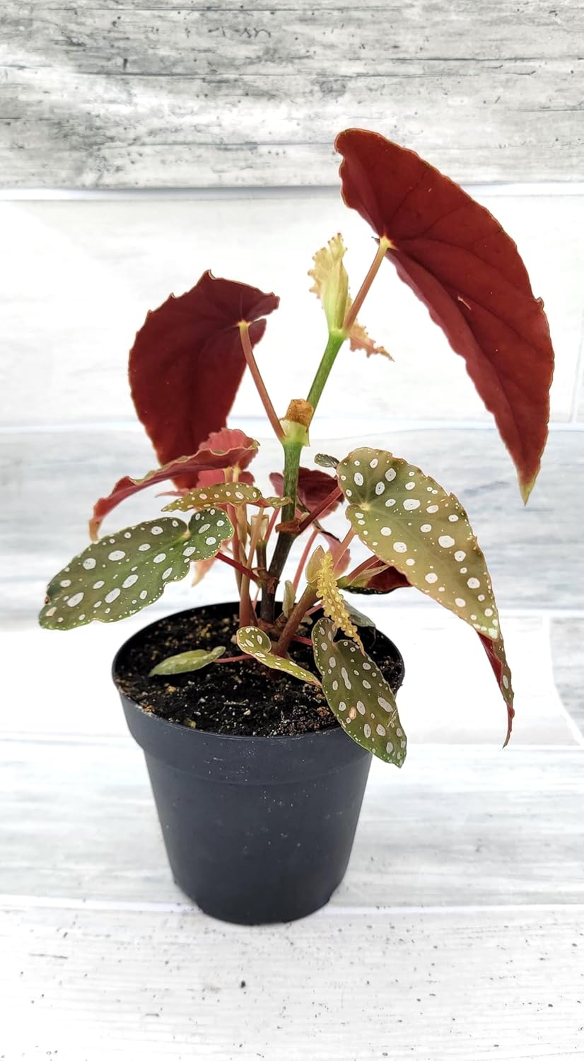 Begonia Maculata Angelwing in 4 inch Nursery Plant Pot Live Rare Exotic Tropical Indoor House Plant U858402