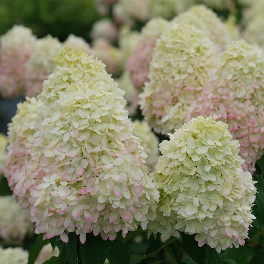 3 Gal Panicle Hydrangea L496