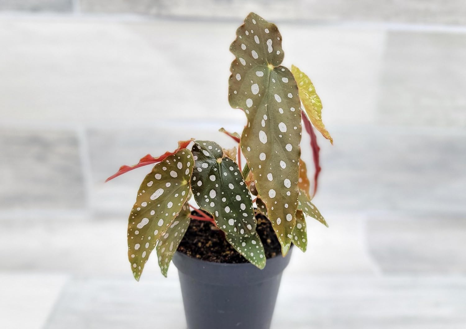 Begonia Maculata Angelwing in 4 inch Nursery Plant Pot Live Rare Exotic Tropical Indoor House Plant U858402