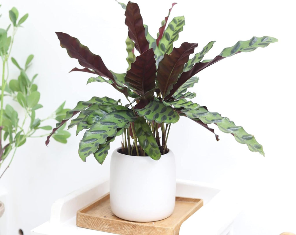 Calathea Lancifolia Rattlesnake Plant (4" Grower Pot) Q66705