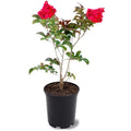12 in. Red Flowering Crape Myrtle Tree in 2.84 Liter Nursery Pot E384
