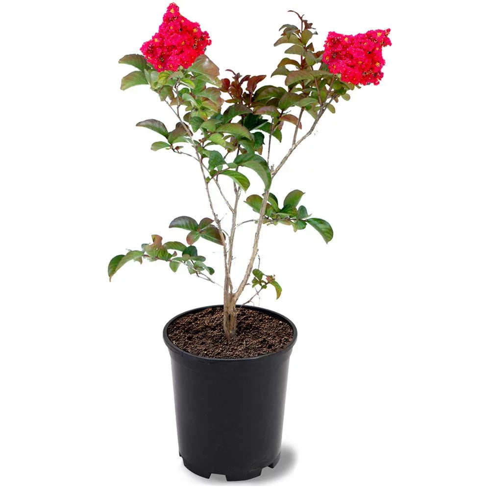 12 in. Red Flowering Crape Myrtle Tree in 2.84 Liter Nursery Pot E384