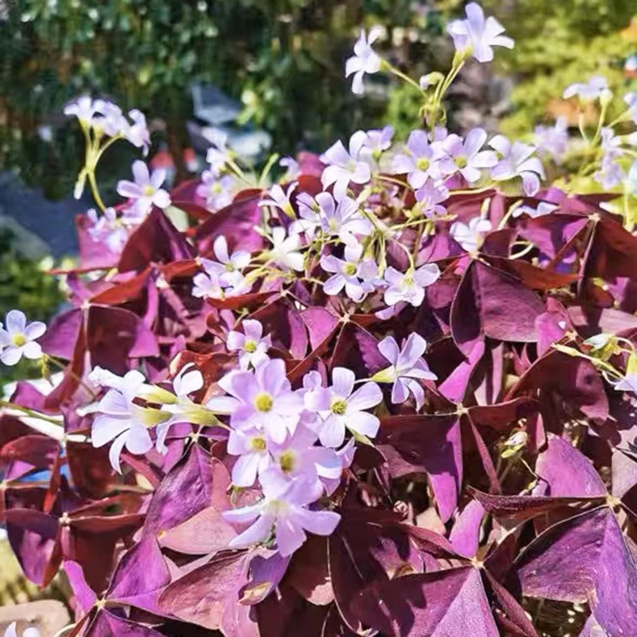 Purple Shamrocks Oxalis Triangularis Flower Bulbs D603