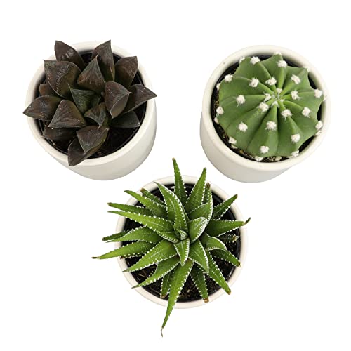 3 Pack Succulents Plants Live in Plant Pot Set J132843