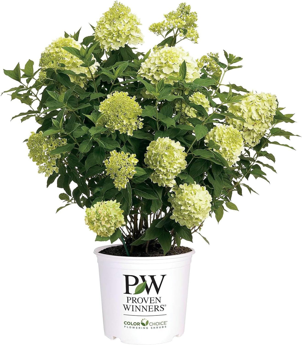 3 Gal Panicle Hydrangea L496