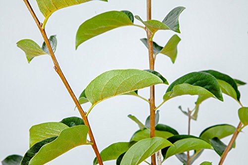 Fuyu Asian Persimmon Tree, Live Plant (3-4 ft.) H953105