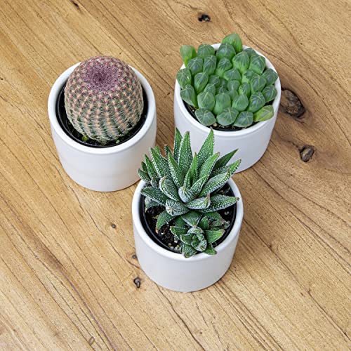 3 Pack Succulents Plants Live in Plant Pot Set J132843