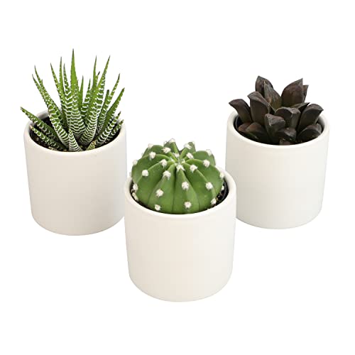 3 Pack Succulents Plants Live in Plant Pot Set J132843