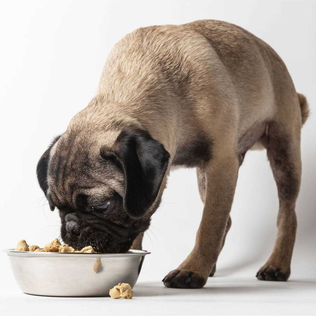 Freeze Dried Dog Food O9082