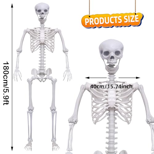5.9Ft Posable Plastic Skeleton K969