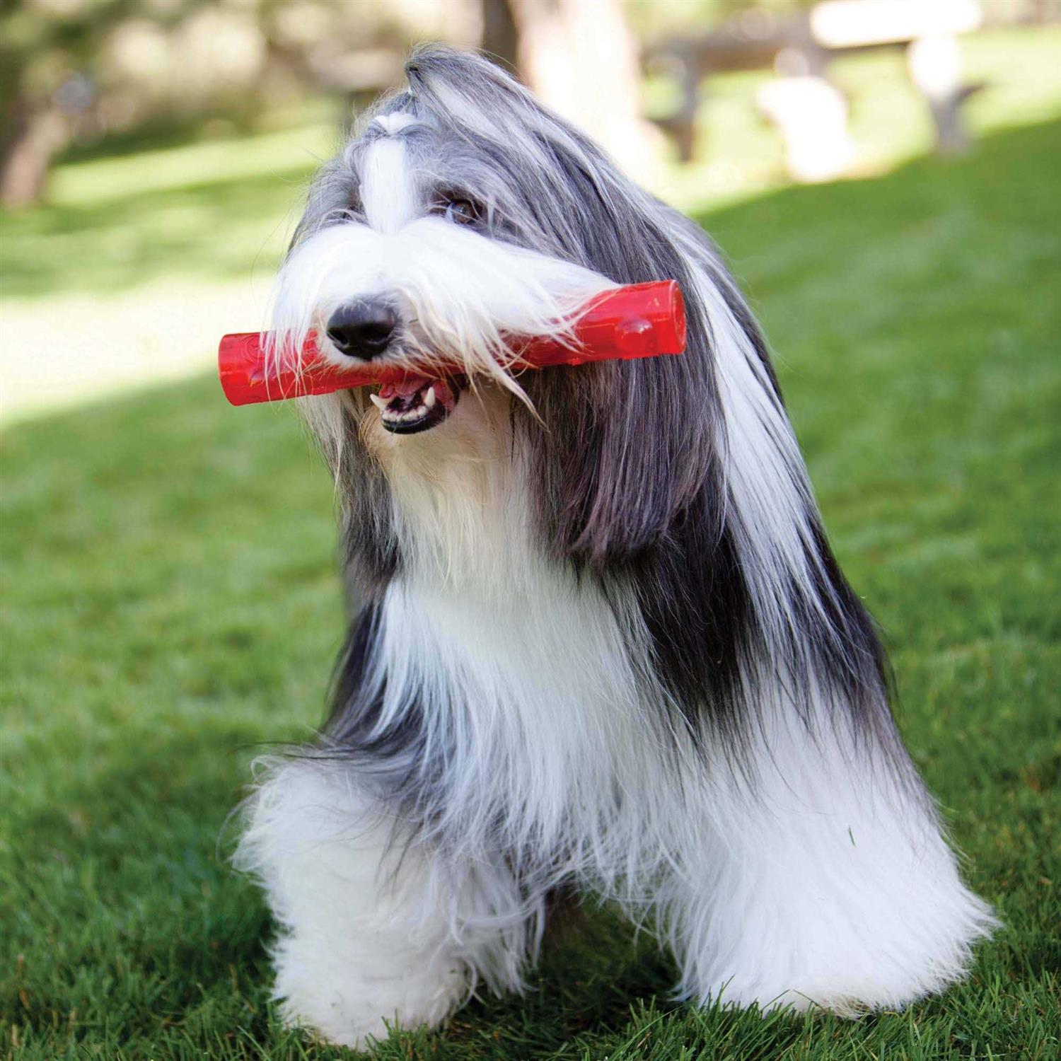 Squeezz Ring Dog Toy S21030