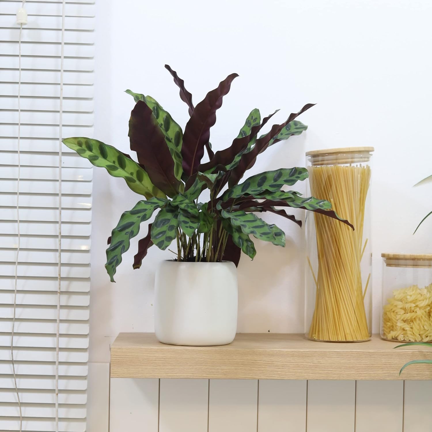 Calathea Lancifolia Rattlesnake Plant (4" Grower Pot) Q66705