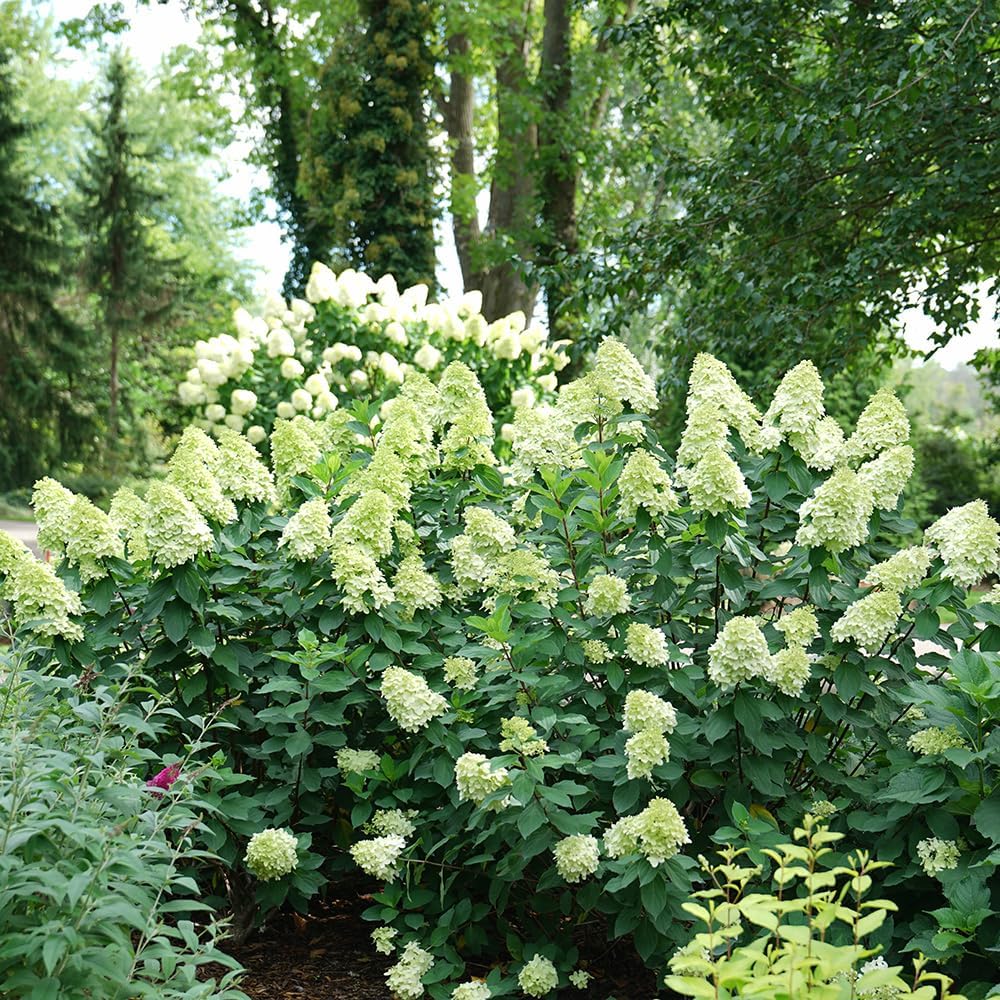 3 Gal Panicle Hydrangea L496