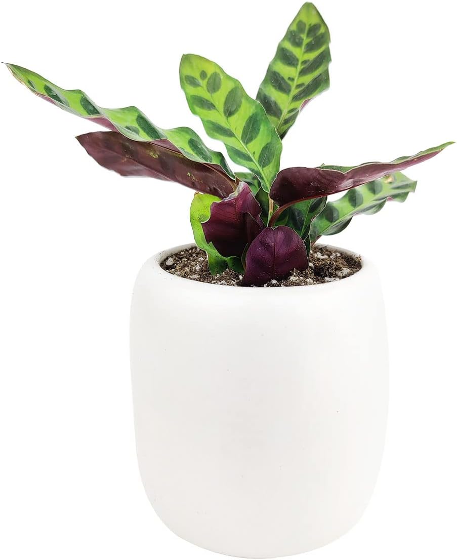 Calathea Lancifolia Rattlesnake Plant (4" Grower Pot) Q66705