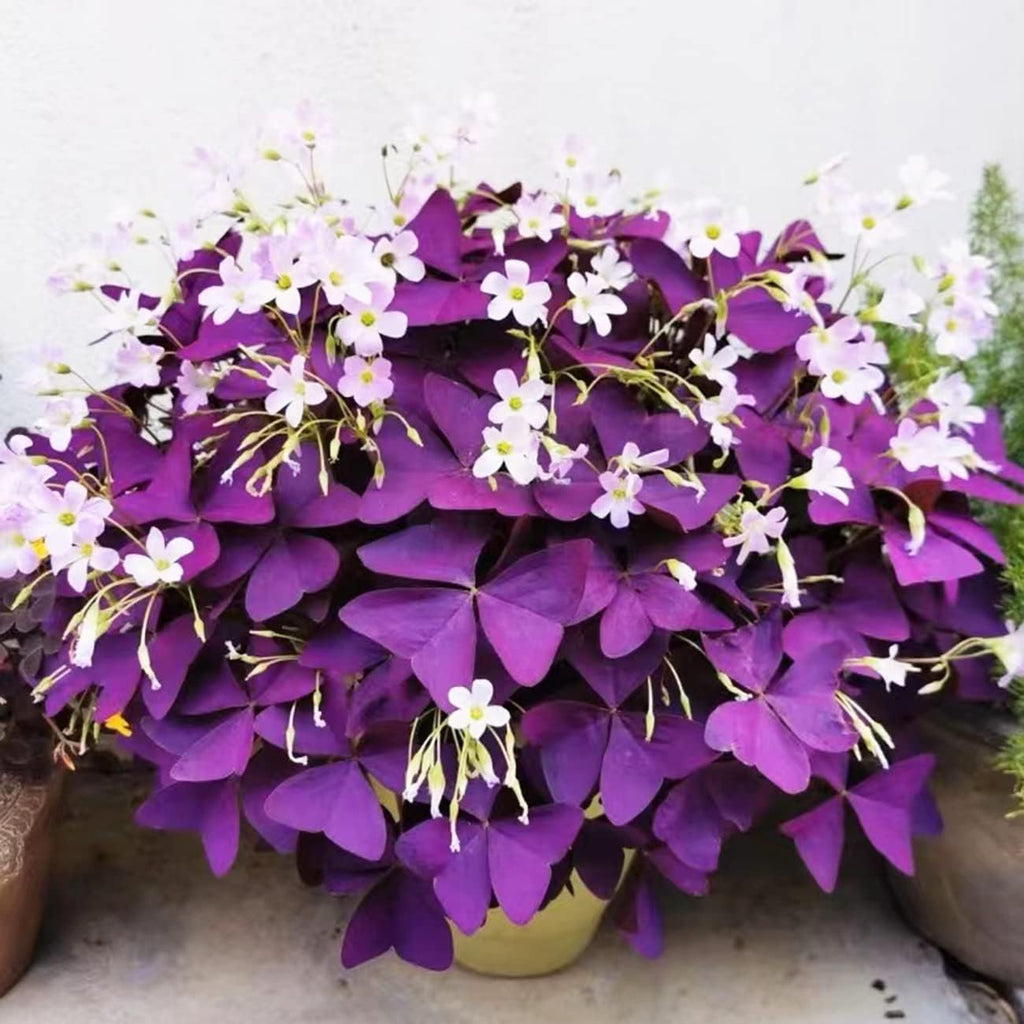 Purple Shamrocks Oxalis Triangularis Flower Bulbs D603