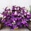 Purple Shamrocks Oxalis Triangularis Flower Bulbs D603