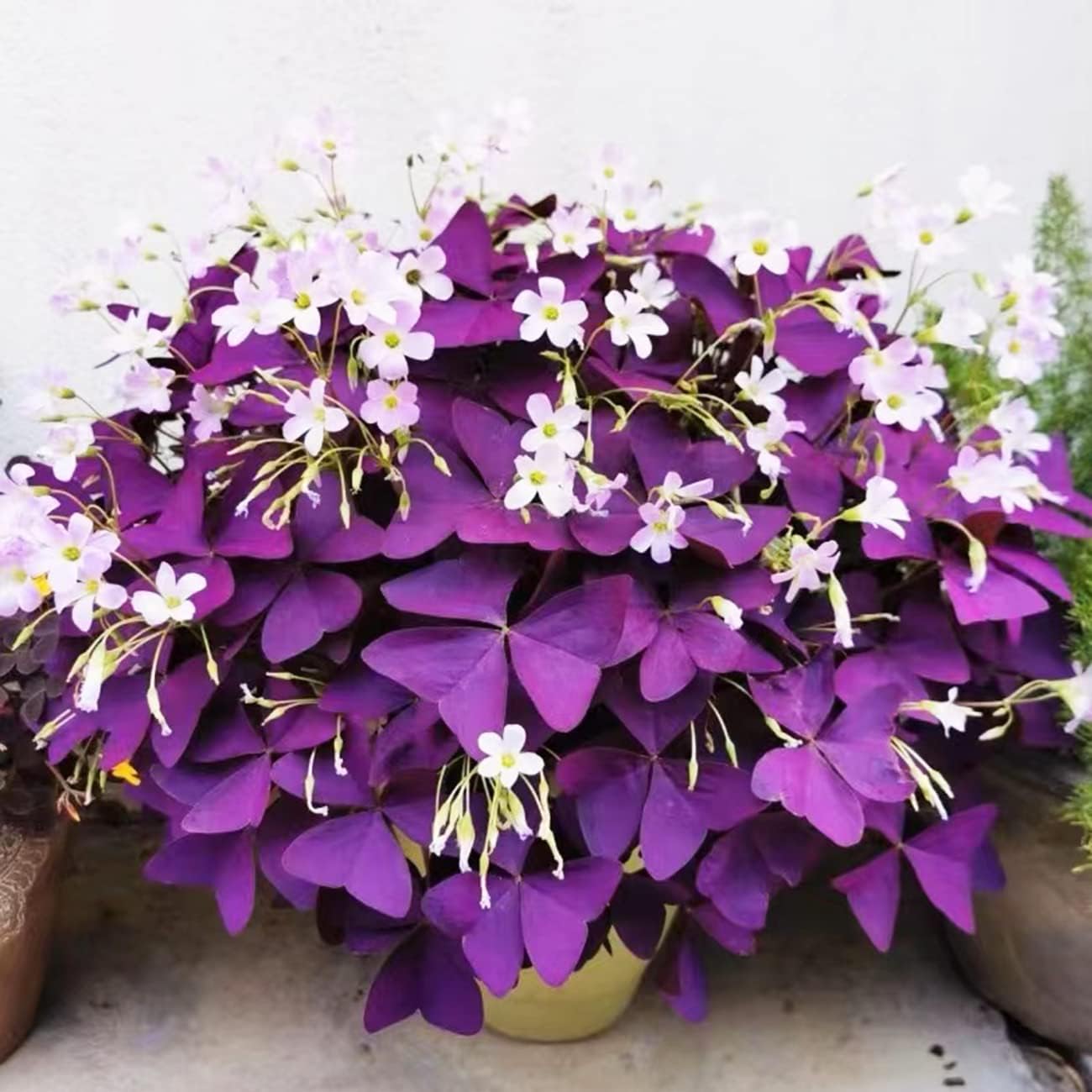 Purple Shamrocks Oxalis Triangularis Flower Bulbs D603