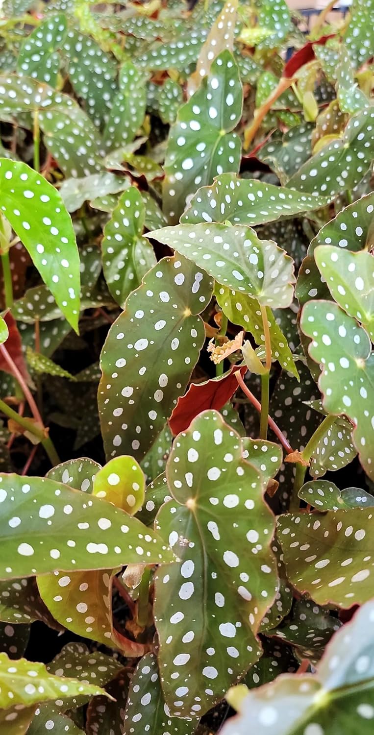 Begonia Maculata Angelwing in 4 inch Nursery Plant Pot Live Rare Exotic Tropical Indoor House Plant U858402
