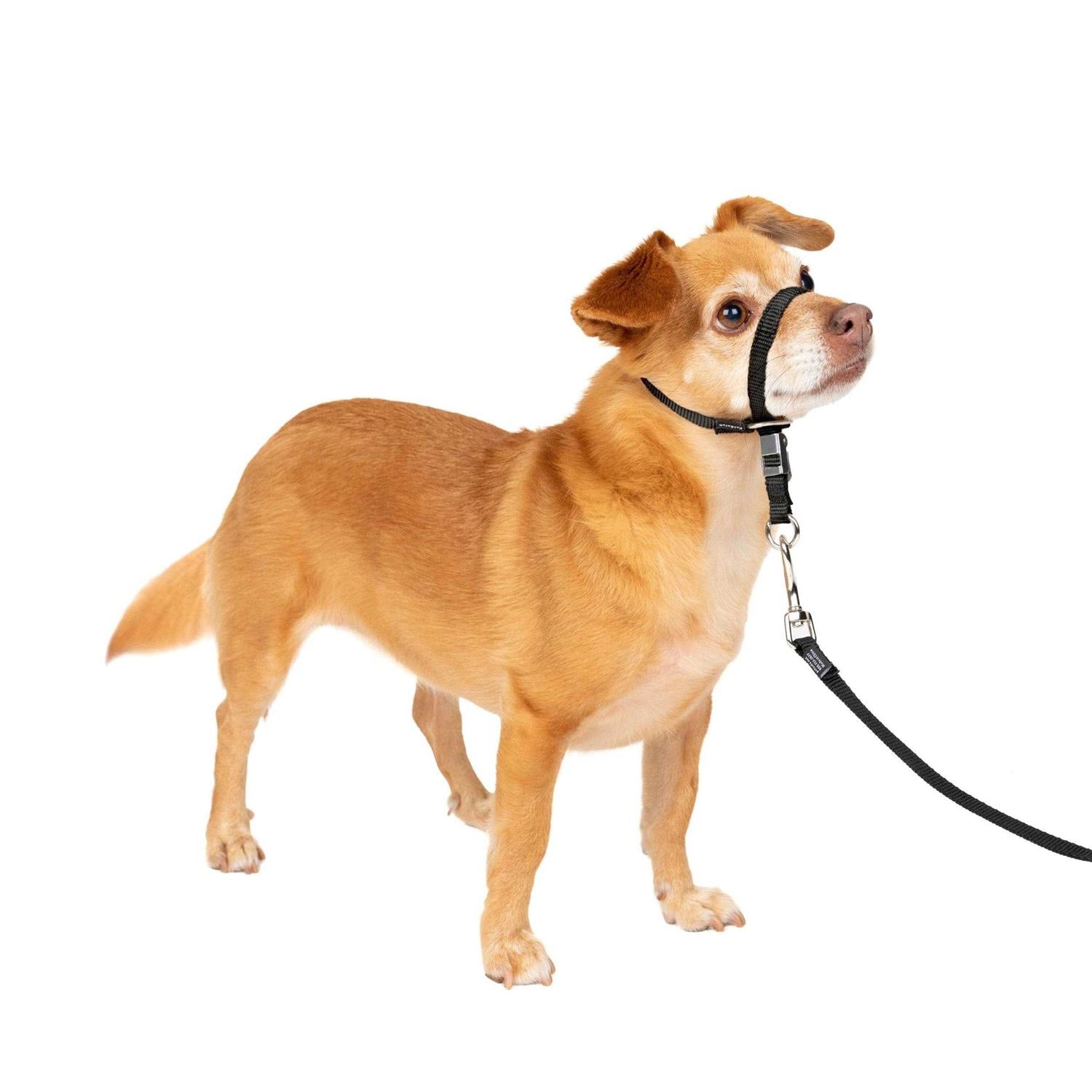 Gentle Leader Headcollar D9751