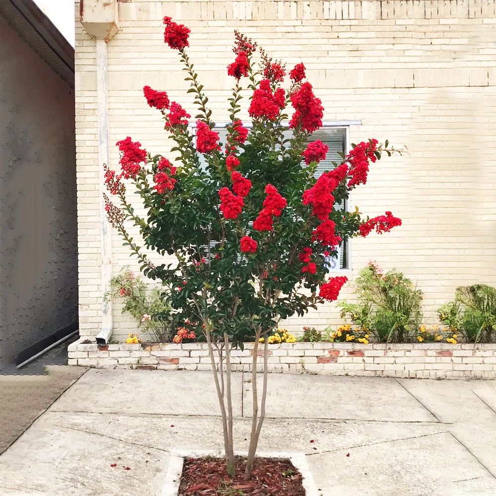 12 in. Red Flowering Crape Myrtle Tree in 2.84 Liter Nursery Pot E384