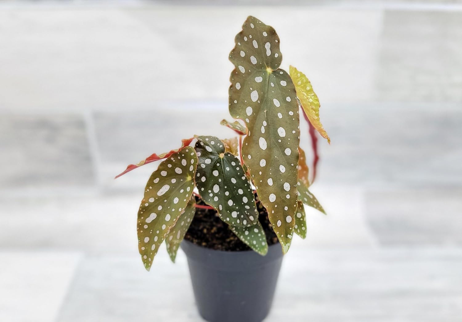 Begonia Maculata Angelwing in 4 inch Nursery Plant Pot Live Rare Exotic Tropical Indoor House Plant U858402