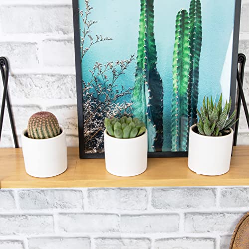 3 Pack Succulents Plants Live in Plant Pot Set J132843