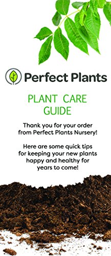 Fuyu Asian Persimmon Tree, Live Plant (3-4 ft.) H953105
