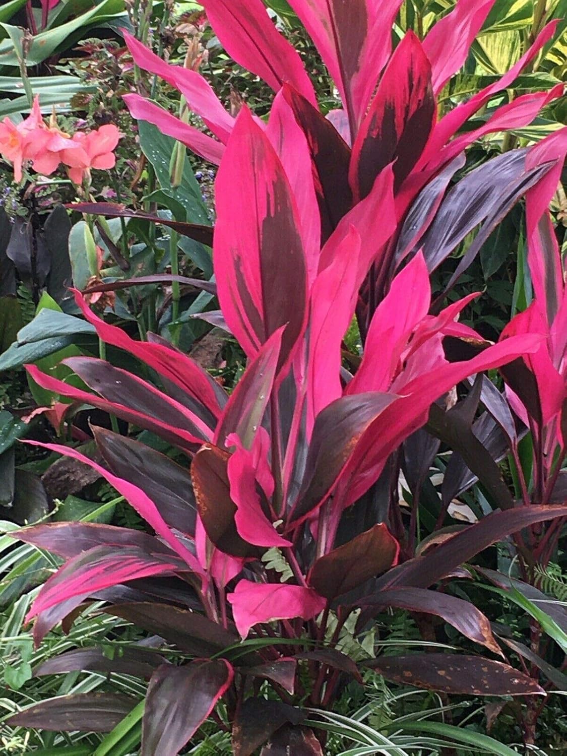 10 Inch Cordyline Red Sister Hawaiian Ti Plant O52085